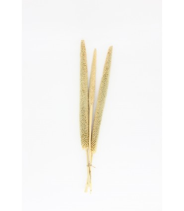 Pearl Millet (Babla) x3