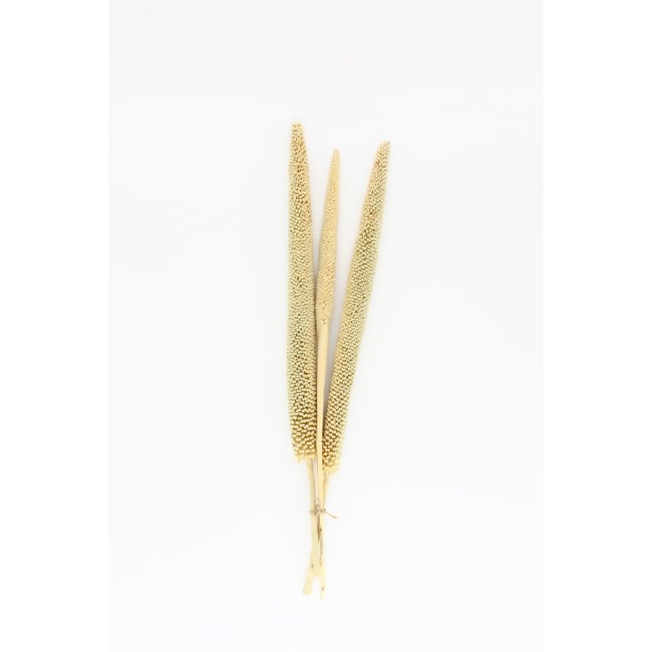 Pearl Millet (Babla) x3
