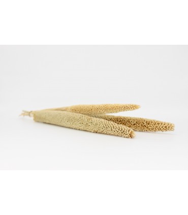 Pearl Millet (Babla) x3