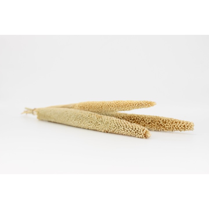 Pearl Millet (Babla) x3