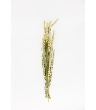 Wheat sprays (Triticum) 20g