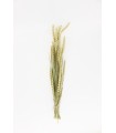 Wheat sprays (Triticum) 20g