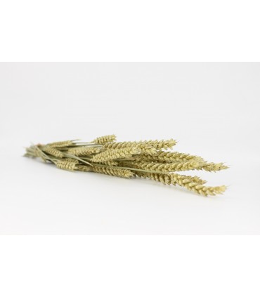Wheat sprays (Triticum) 20g