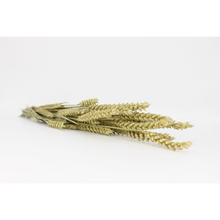 Wheat sprays (Triticum) 20g