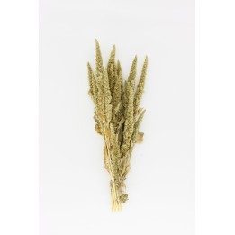 Amaranth sprays (Green) 20g