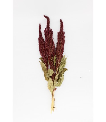 Amaranth sprays (Red) 20g