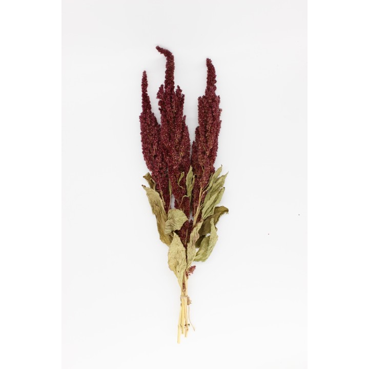 Amaranth sprays (Red) 20g