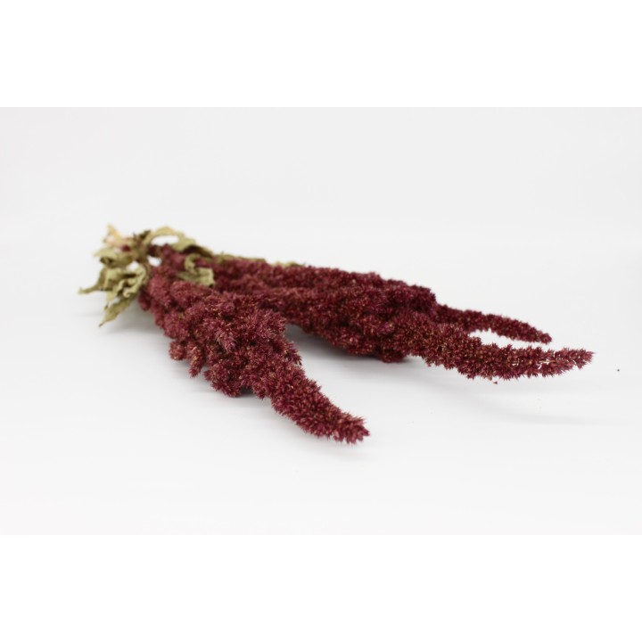 Amaranth sprays (Red) 20g