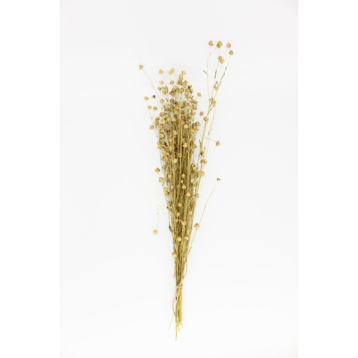 Flax sprays (Linum) 20g