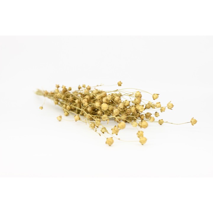 Flax sprays (Linum) 20g