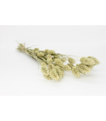 Canary grass (Phalaris) 20g