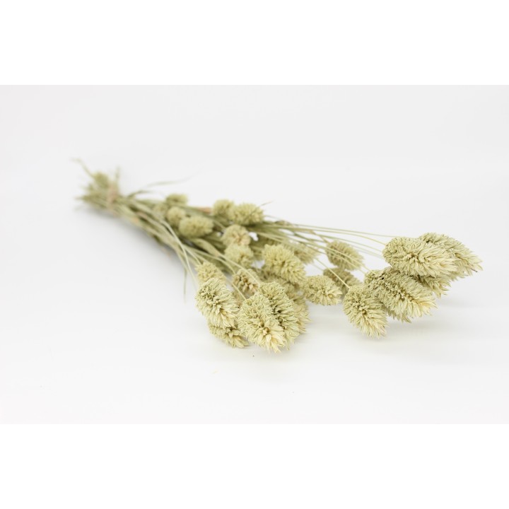 Canary grass (Phalaris) 20g