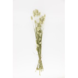 Canary grass (Phalaris) 20g