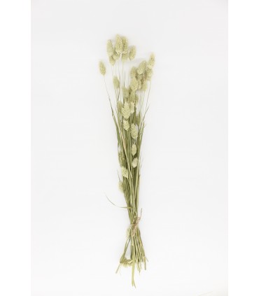 Canary grass (Phalaris) 20g
