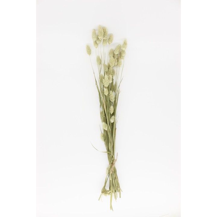 Canary grass (Phalaris) 20g