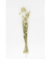 Canary grass (Phalaris) 20g