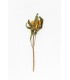 Sunflower stem 20g