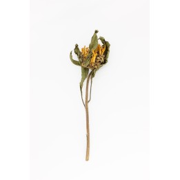 Sunflower stem 20g