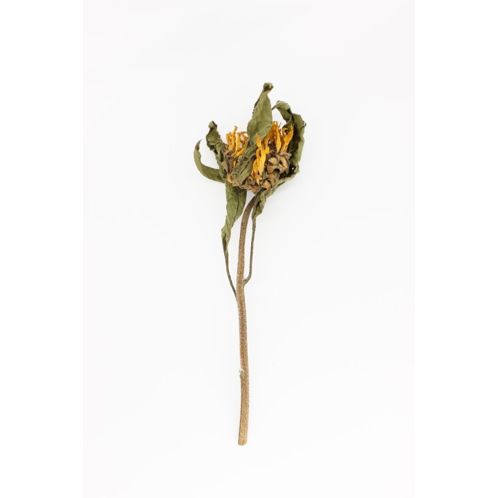 Sunflower stem 20g