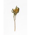 Sunflower stem 20g