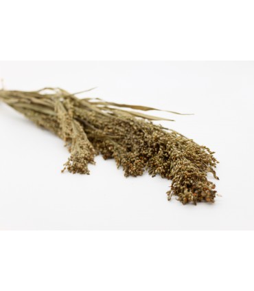 Panicum grass 30g