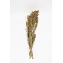 Panicum grass 30g