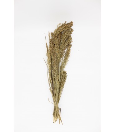 Panicum grass 30g