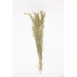 Rye Bromegrass 30g