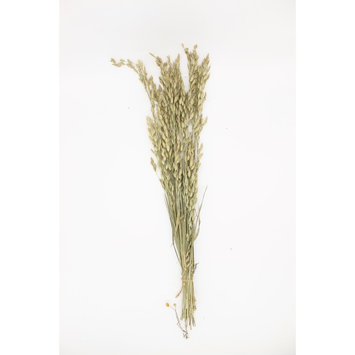 Rye Bromegrass 30g