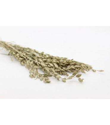 Rye Bromegrass 30g