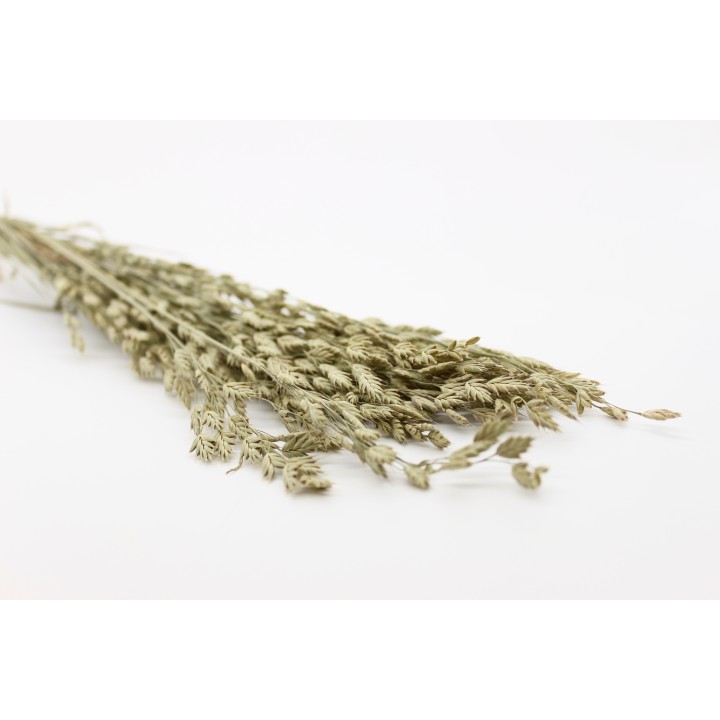 Rye Bromegrass 30g