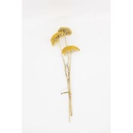 3x Yarrow stems