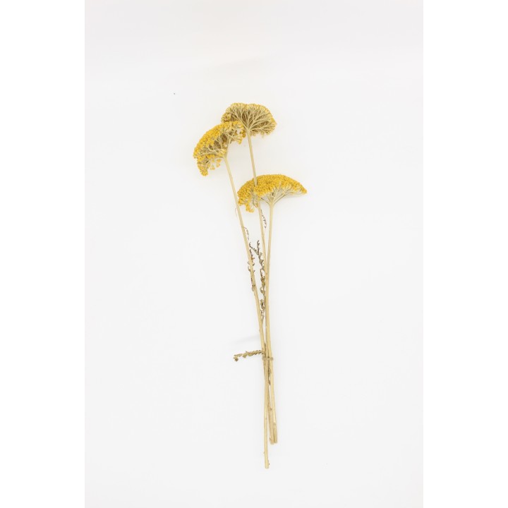 3x Yarrow stems