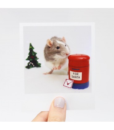 Moose the rat Christmas Polaroid